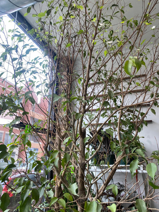 Identifying Plant Problems