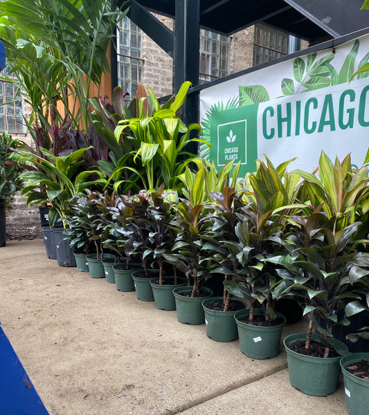 Tips & Tricks for Moving Houseplants Outside