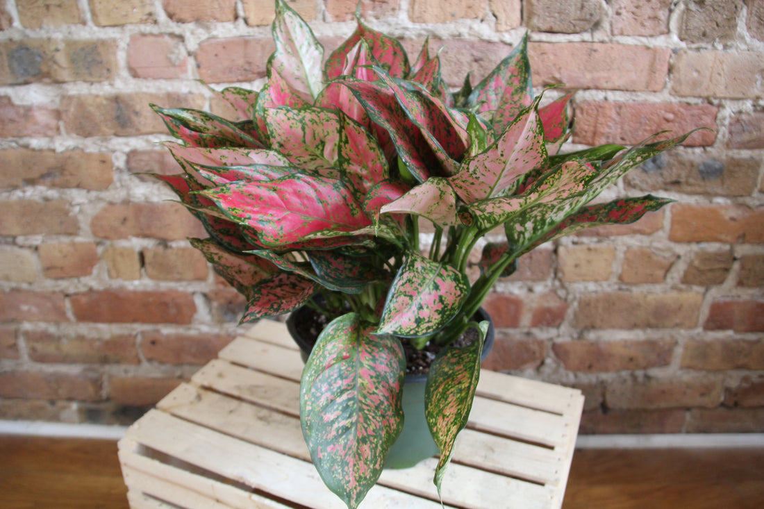 Aglaonema