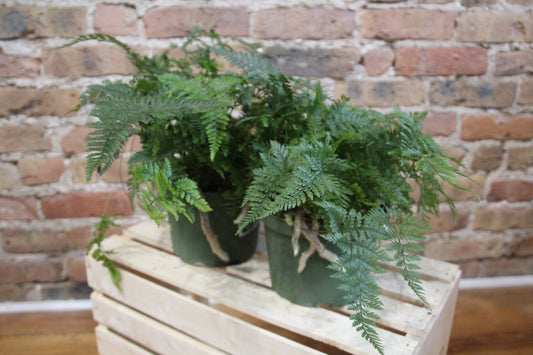 Fern