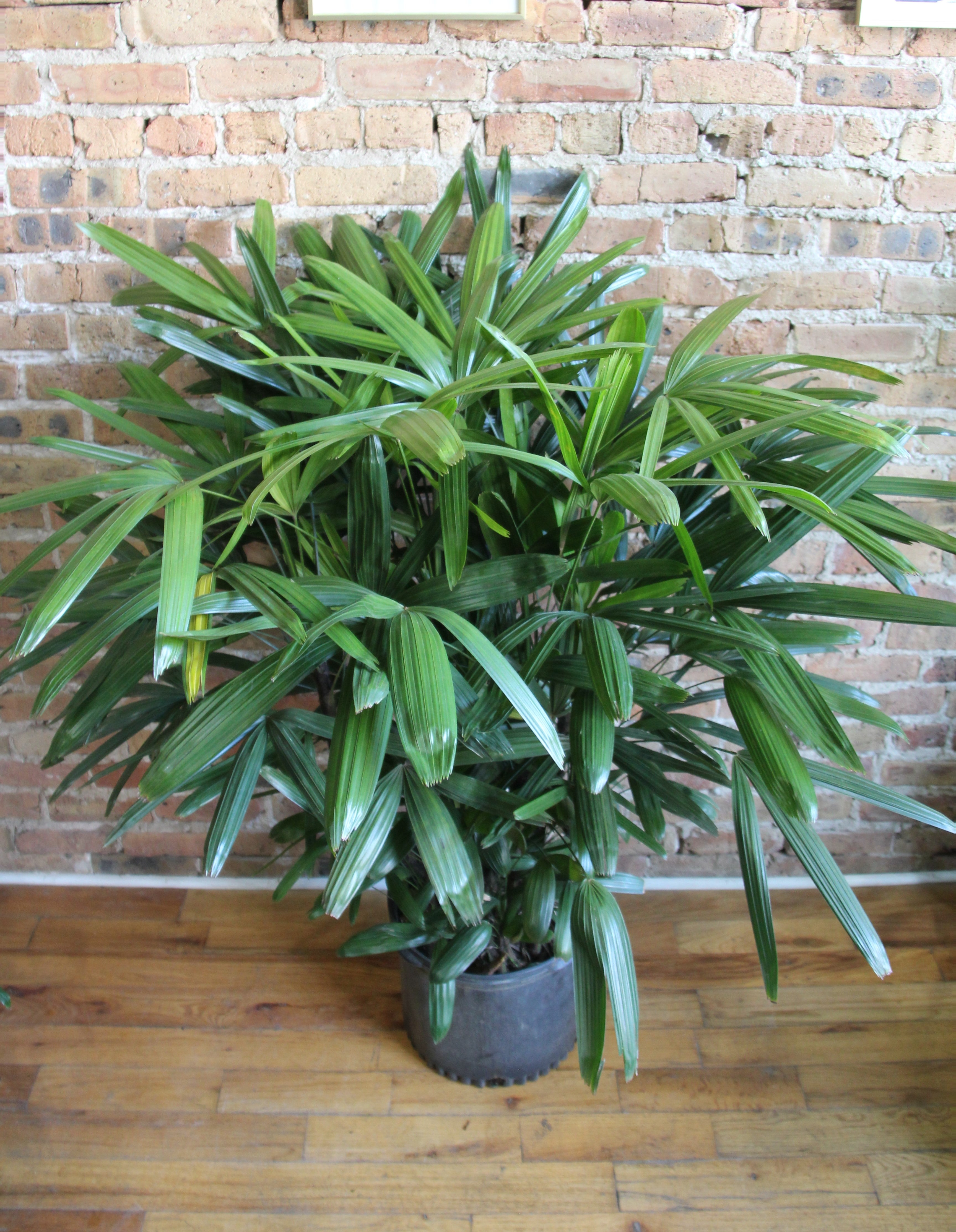 Rhapis Excelsa Lady Palm Chicago Plants rhapis-excelsa-lady-palm-chicago-plants