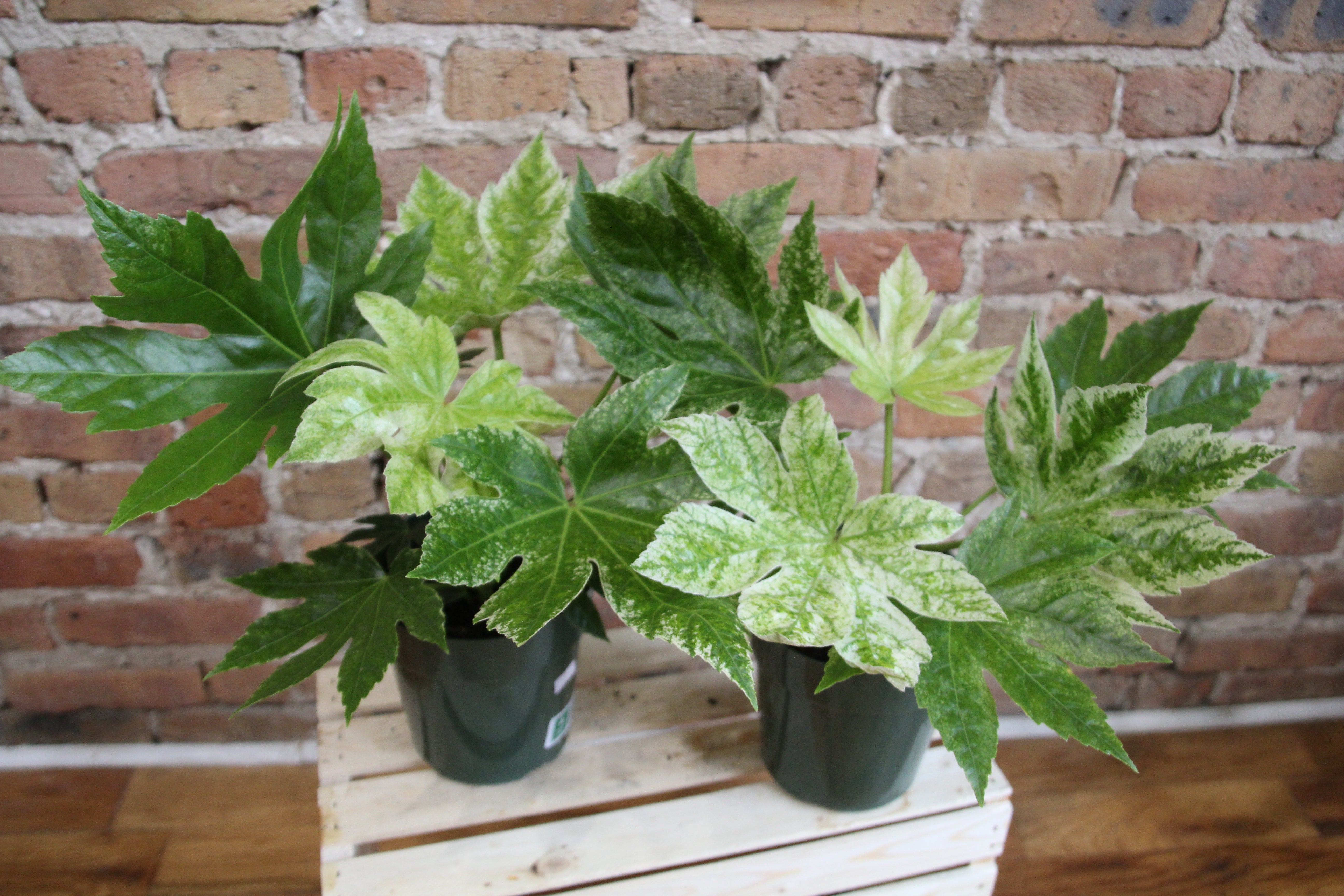 Brokke sig Mysterium Gå rundt Fatsia Japonica – Chicago Plants
