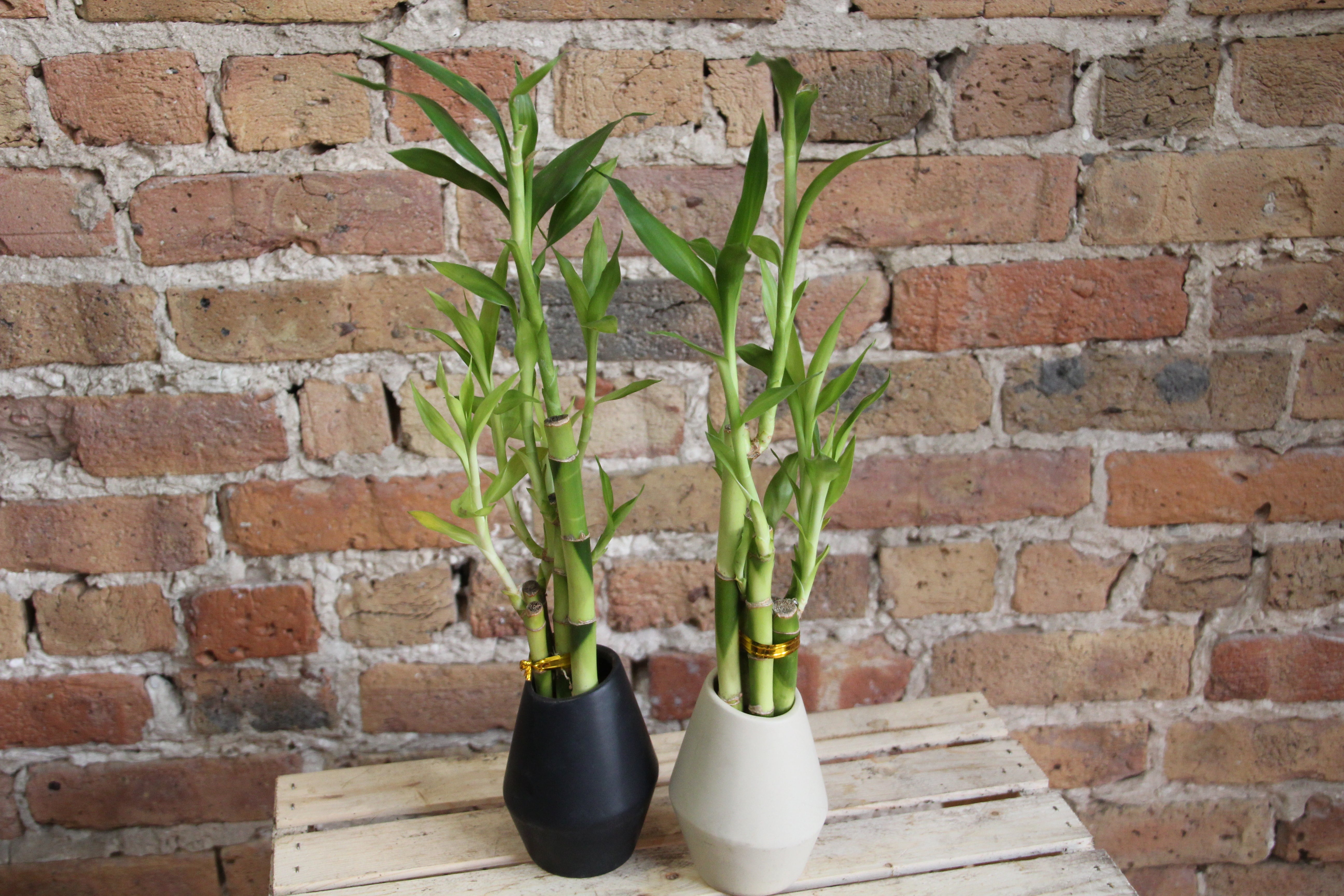 Lucky Bamboo – Chicago Plants