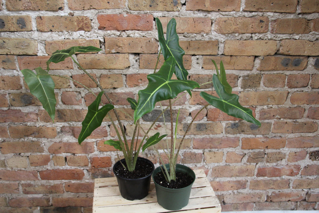Alocasia Sarian