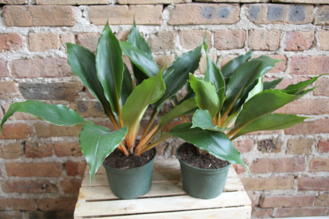 Chlorophytum Amaniense - Fireflash