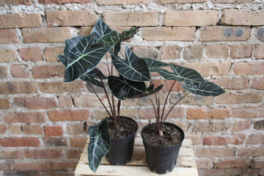 Alocasia Dragon Tooth