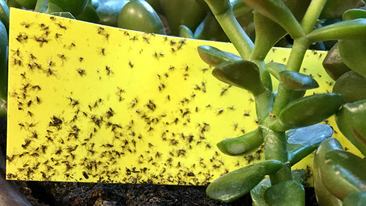 Pests & Prevention