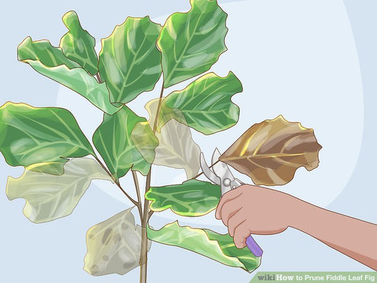 WikiHow Co-Authored Articles