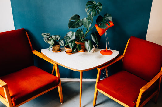 Benefits of Office Plants & How To Choose The Perfect One For Your Office