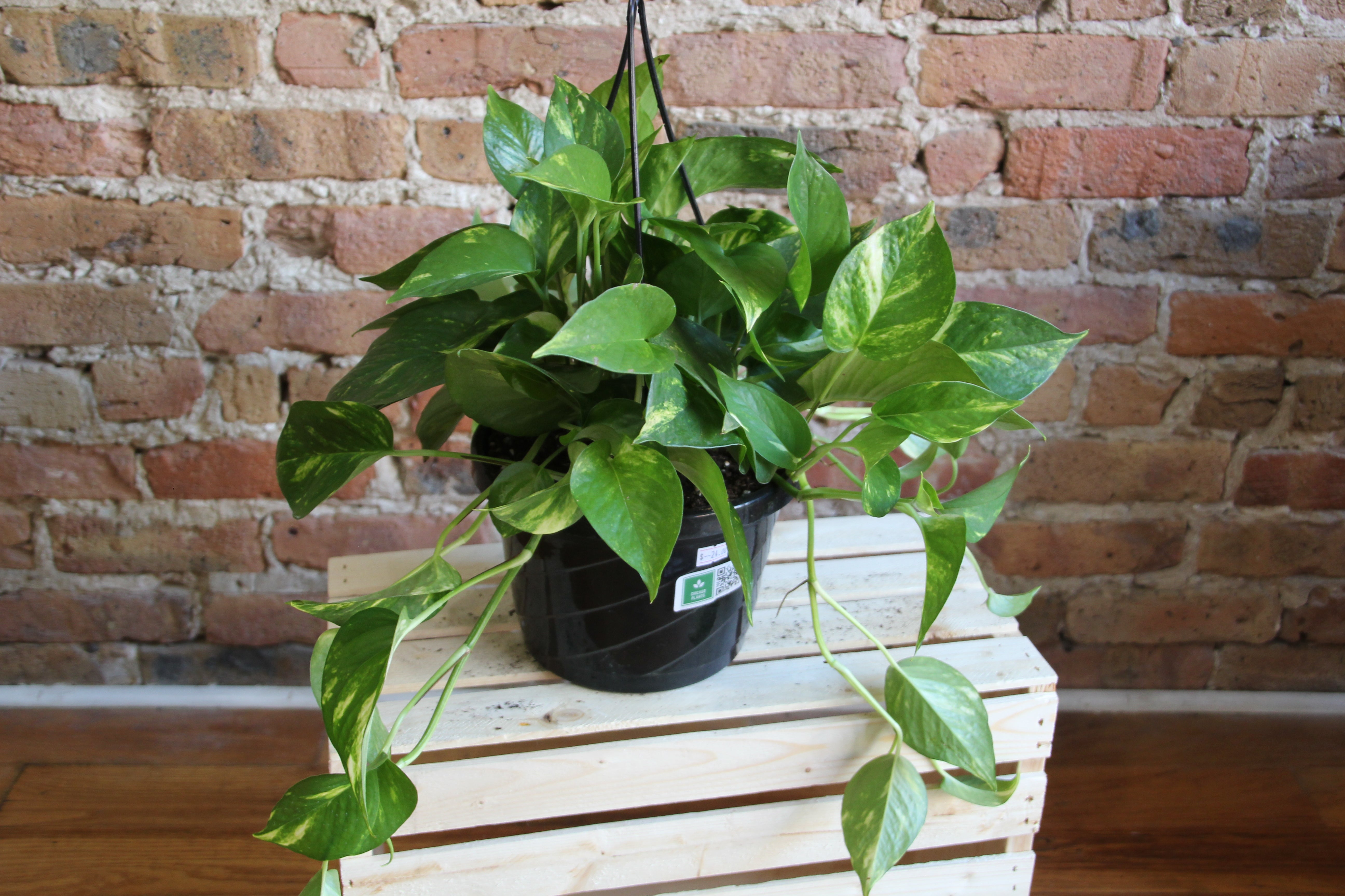 Trailing Plants Chicago Plants