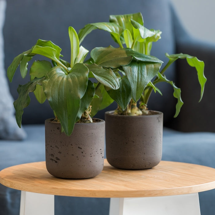 Fiberstone Planter (5"-11")