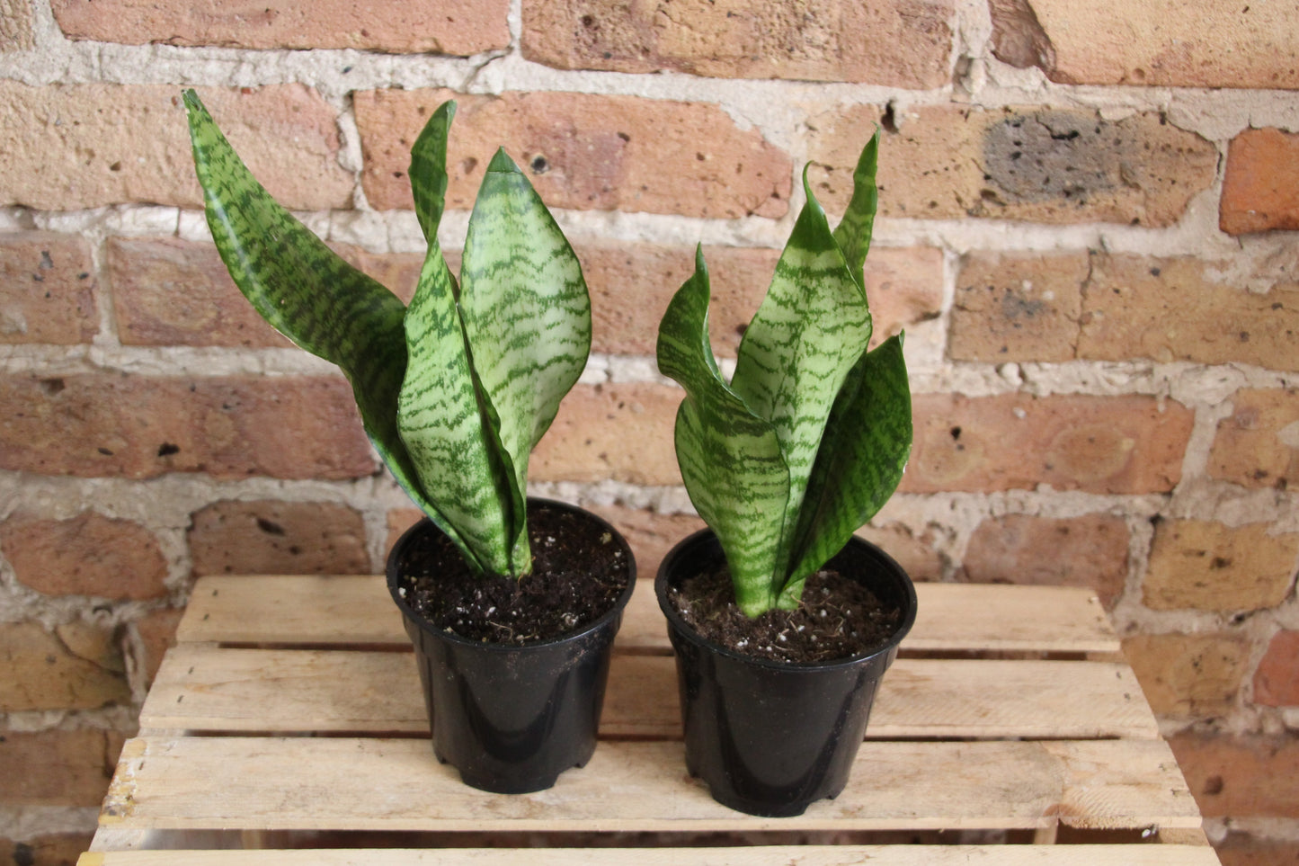 Sansevieria Zeylanica 'Wintergreen'