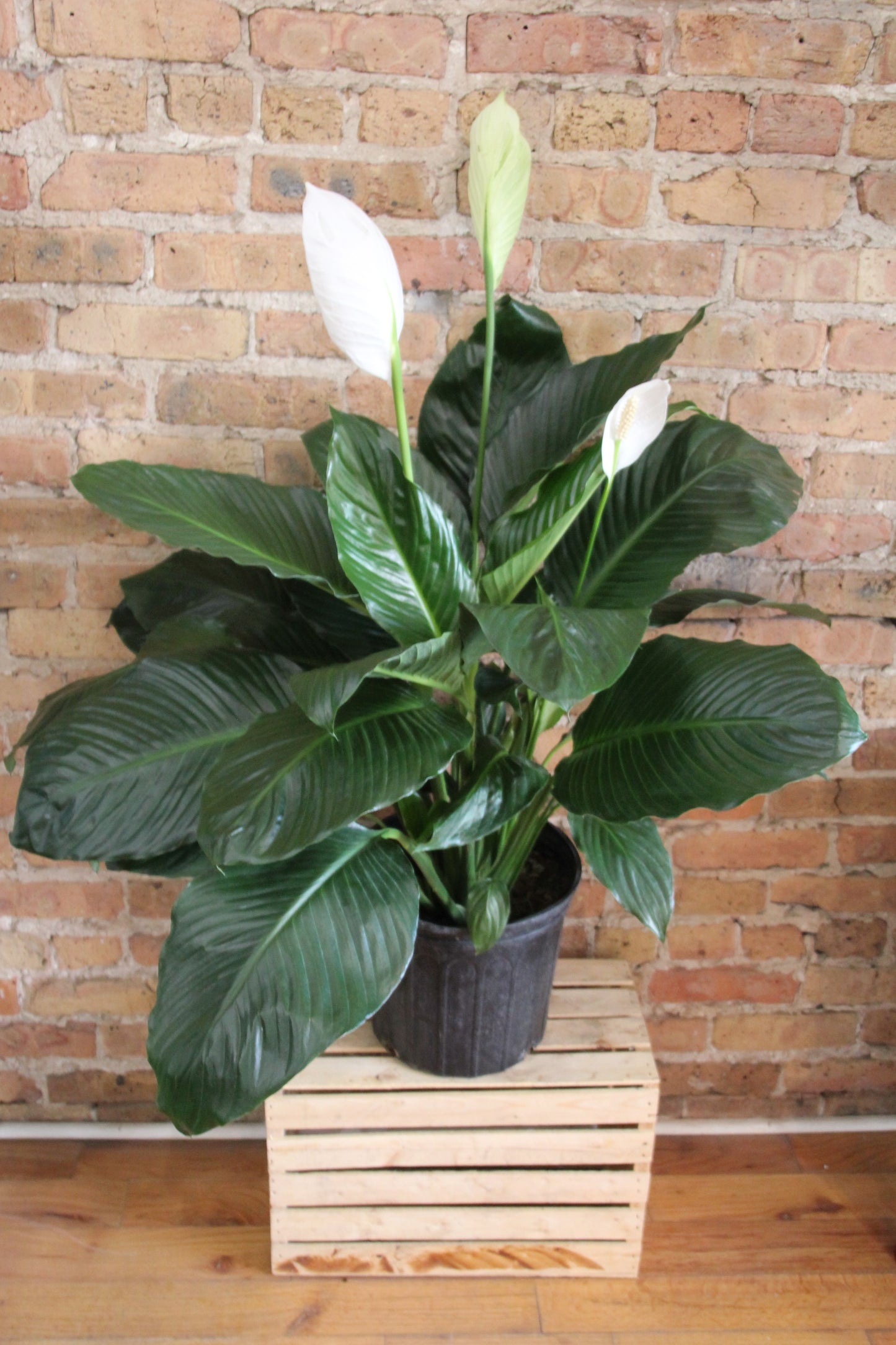 Spathiphyllum 'Peace Lily'