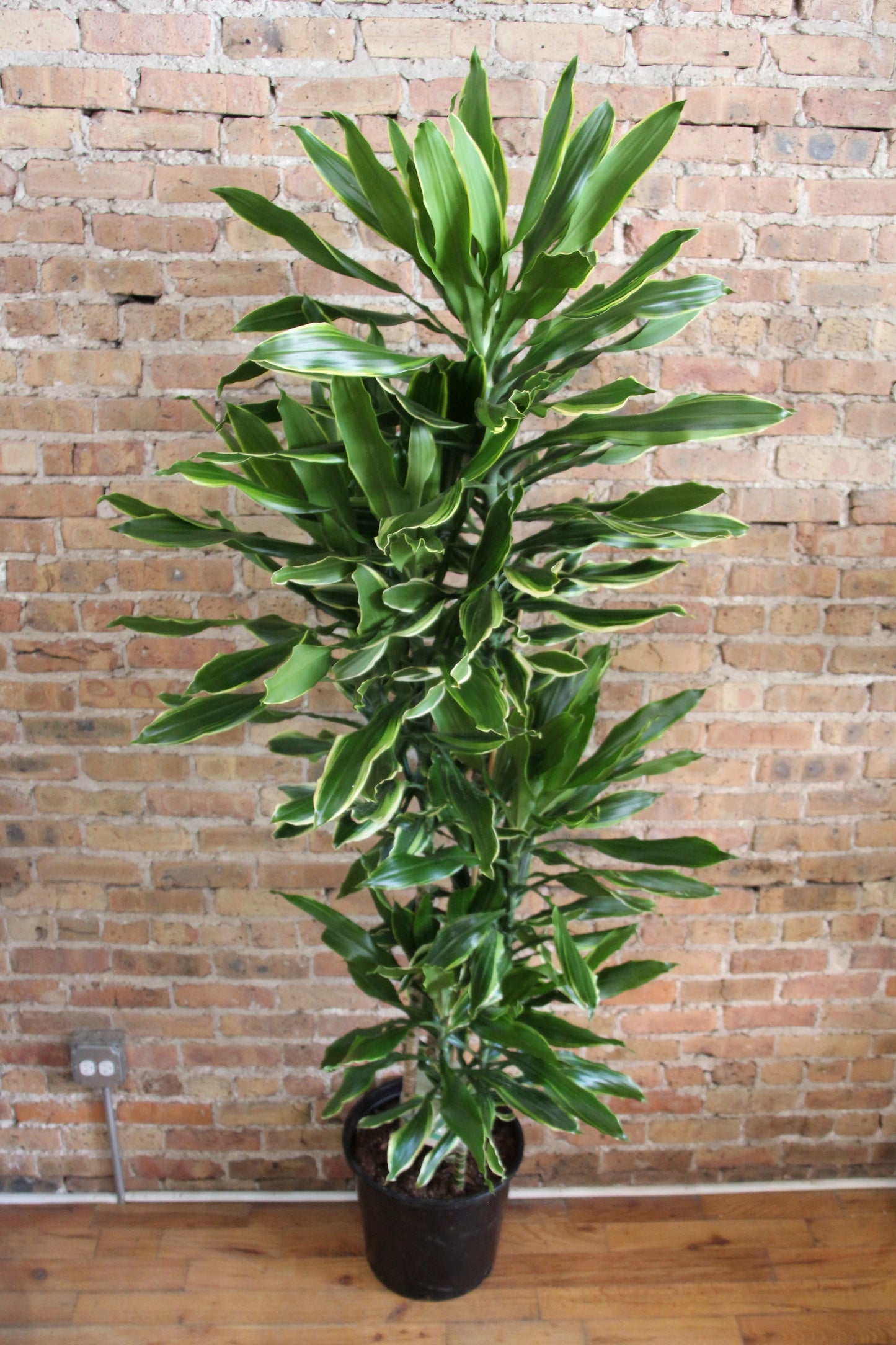 Dracaena Moonlight Cane