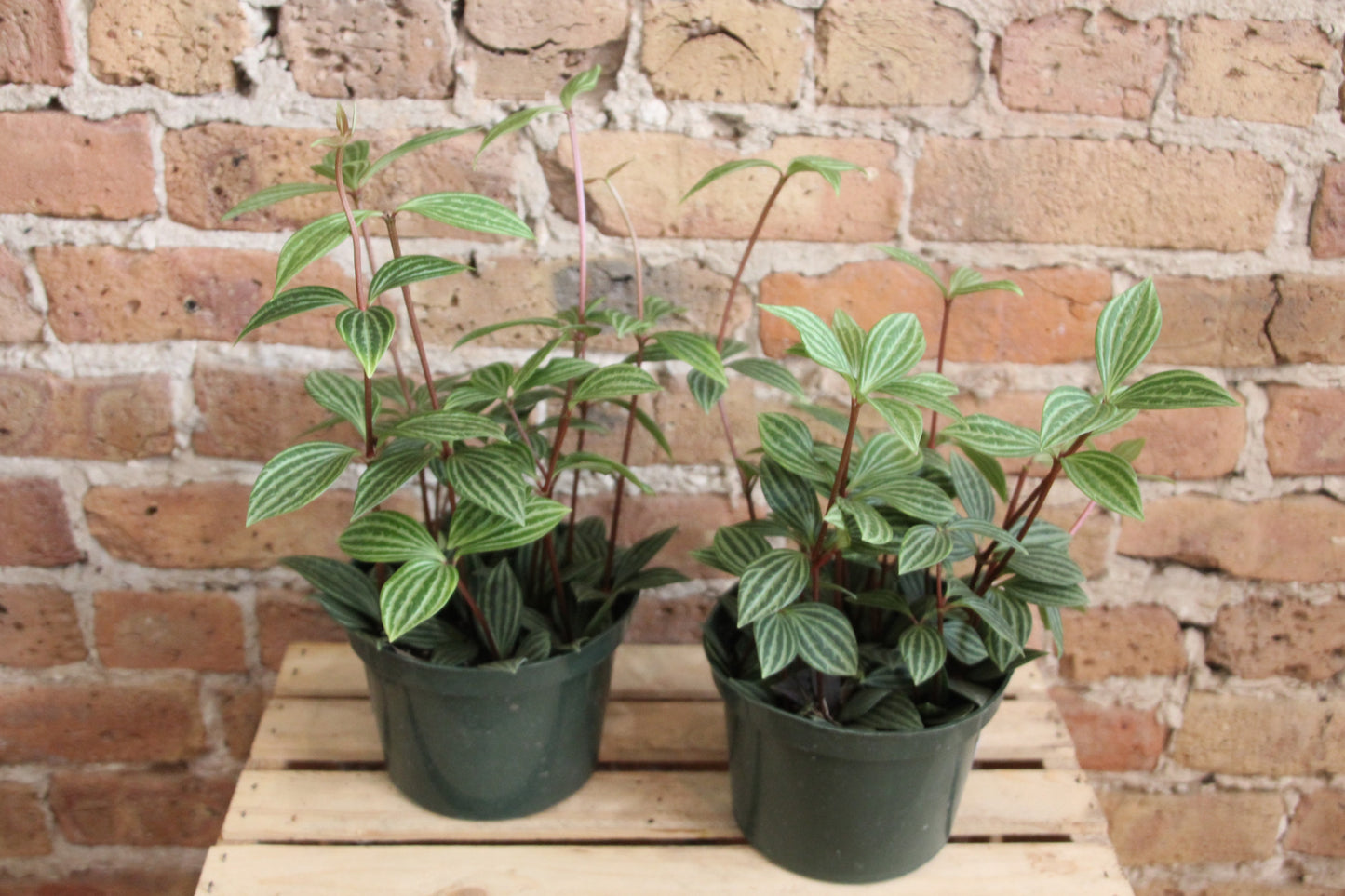 Peperomia Puteolata 'Parallel'