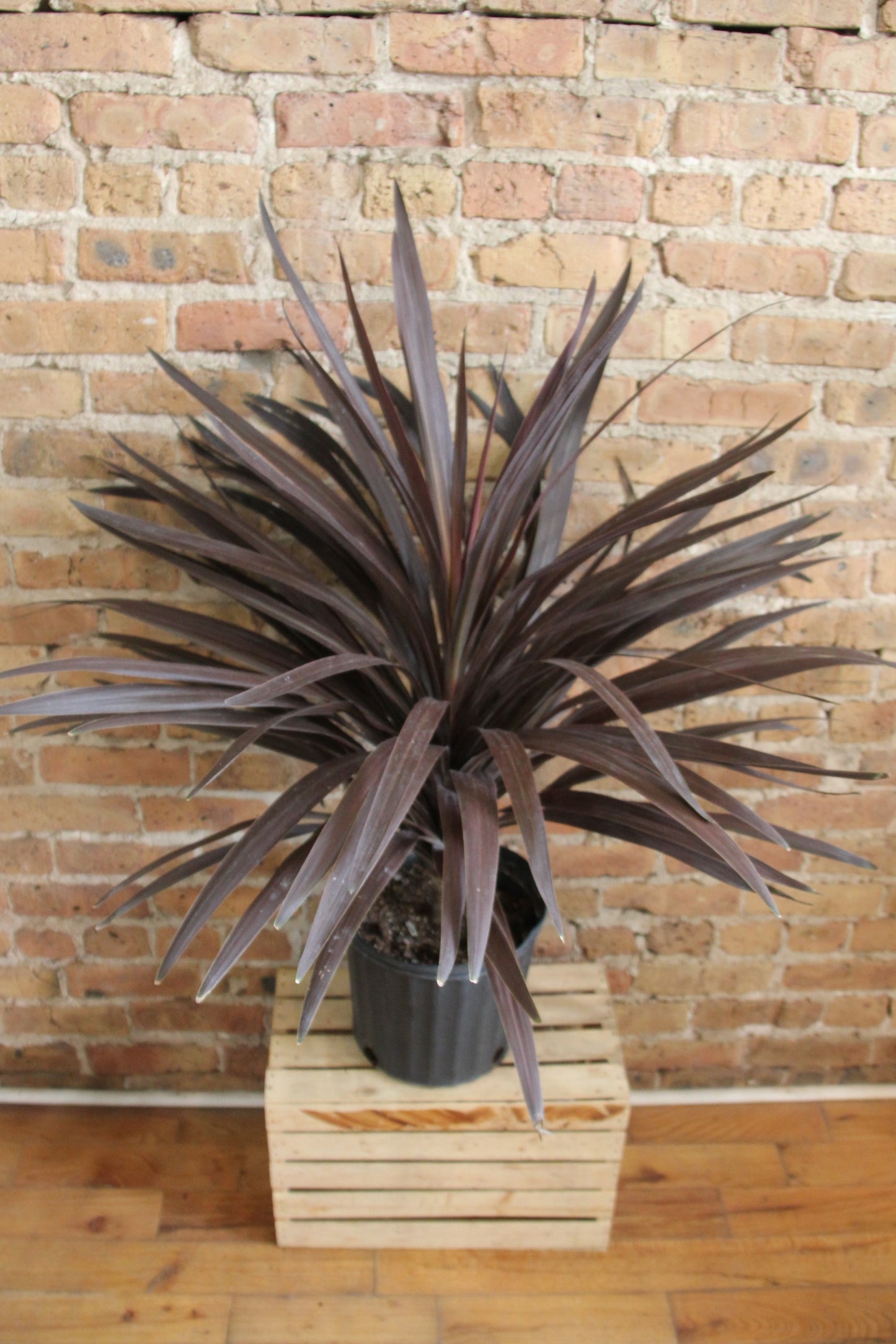 Cordyline Fruticosa 'Ti Plant'