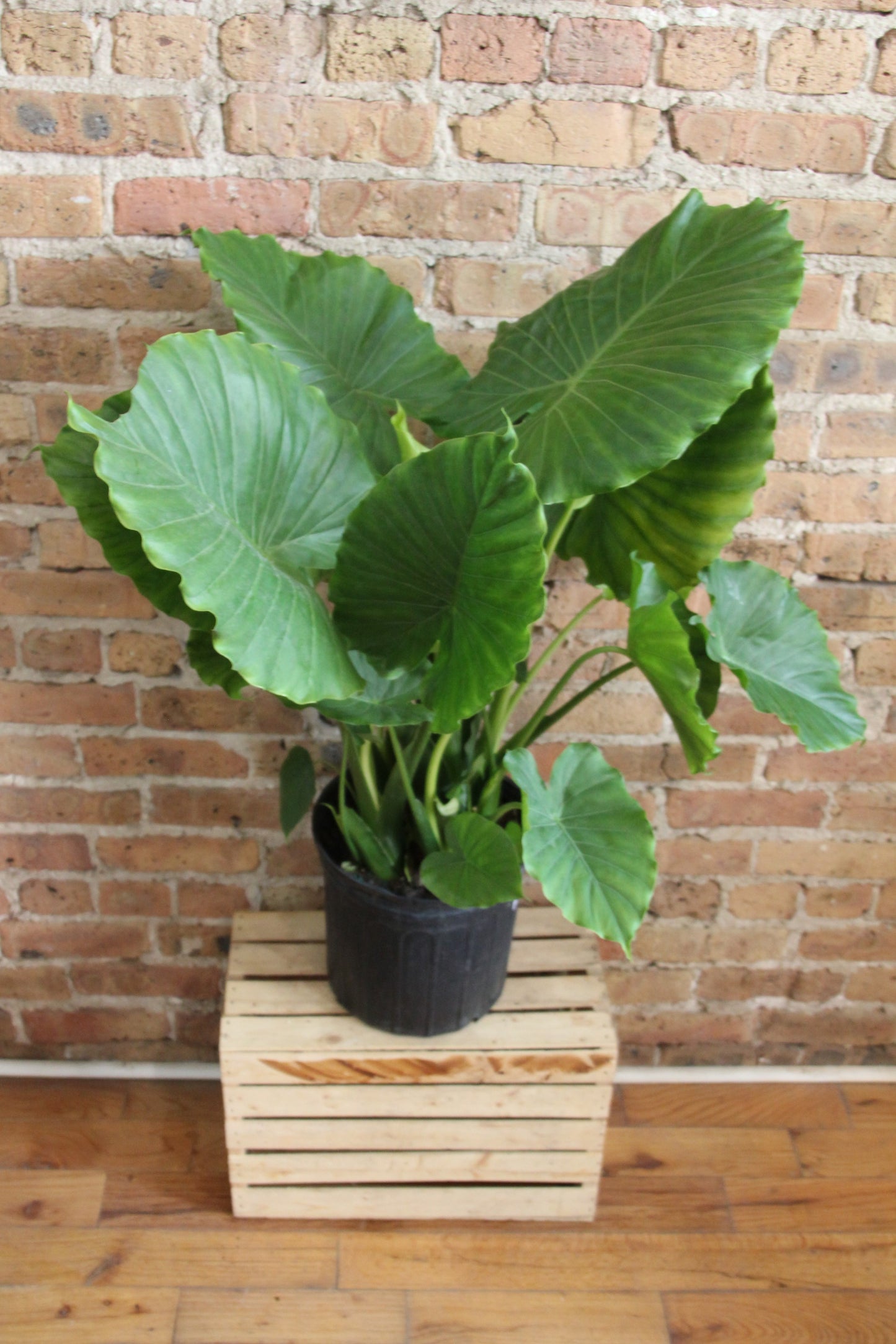 Colocasia Esculenta