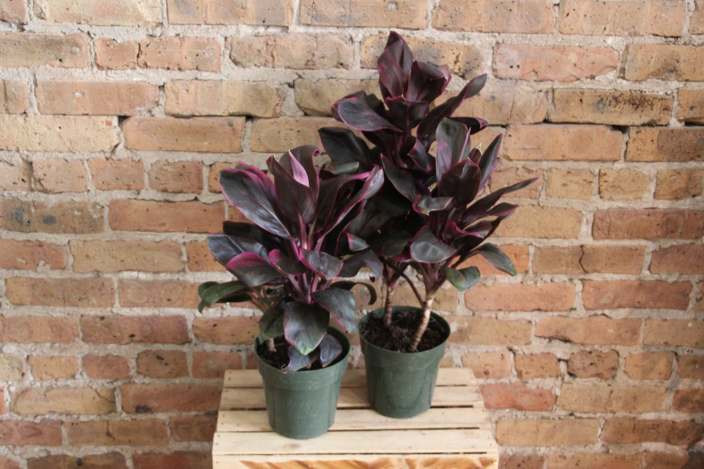 Cordyline Fruticosa 'Ti Plant'
