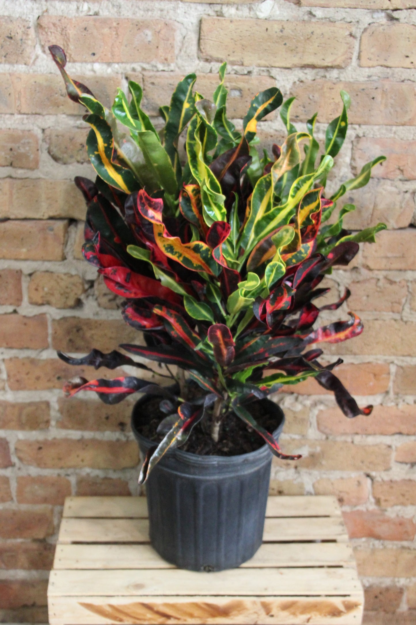 Croton Mammy