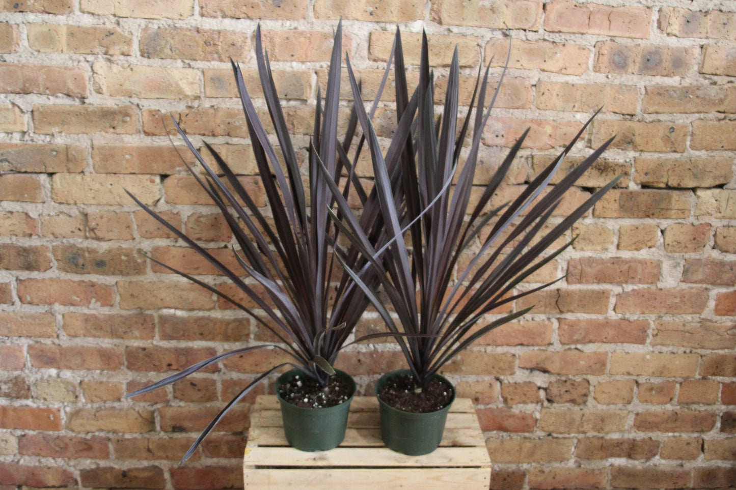 Cordyline Fruticosa 'Ti Plant'