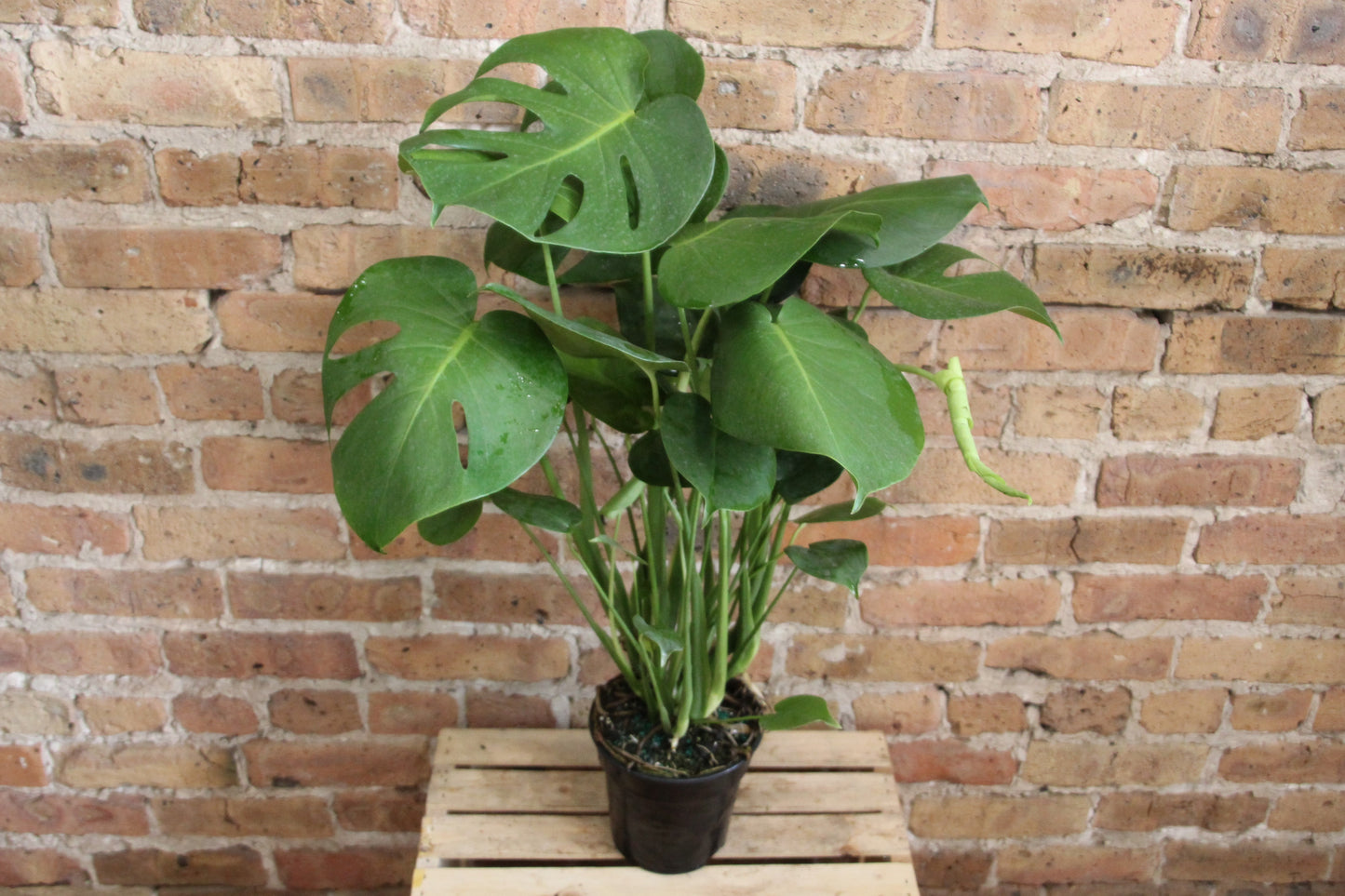 Philodendron Monstera Deliciosa