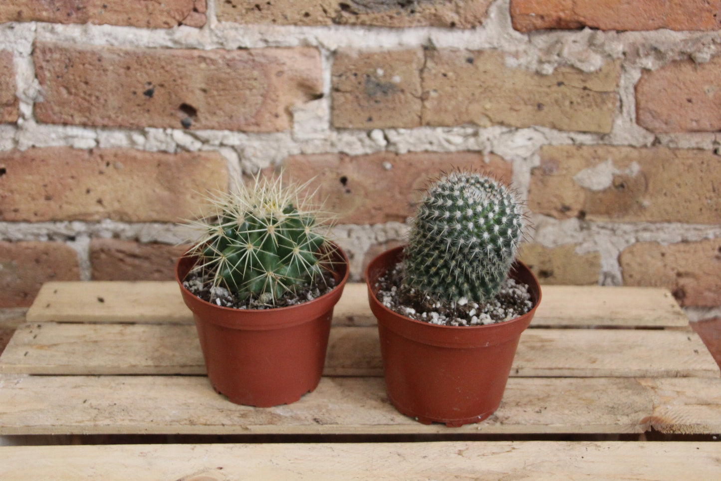 Cactus - Assorted