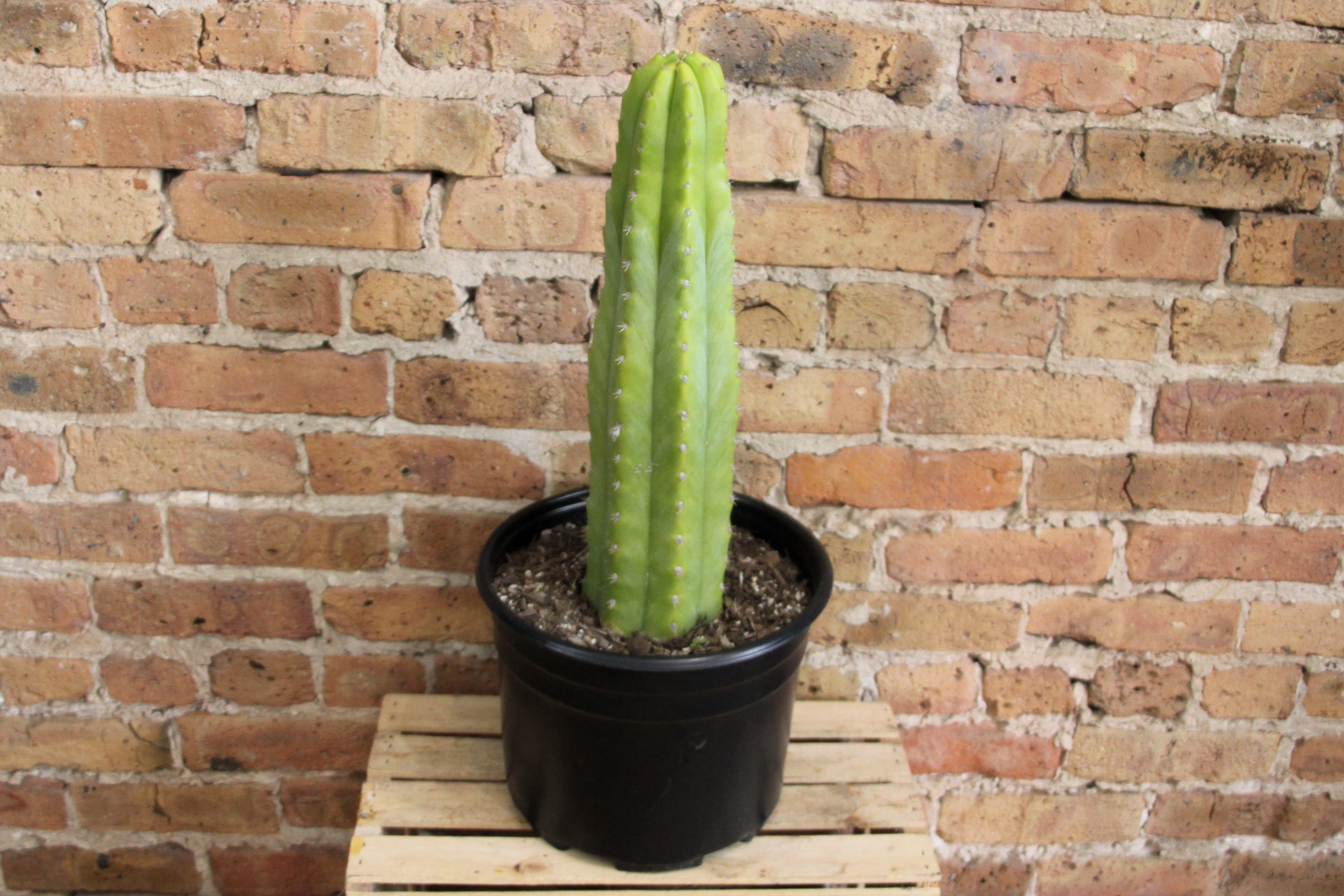 san pedro cactus for sale san diego San Pedro Cactus – Chicago Plants