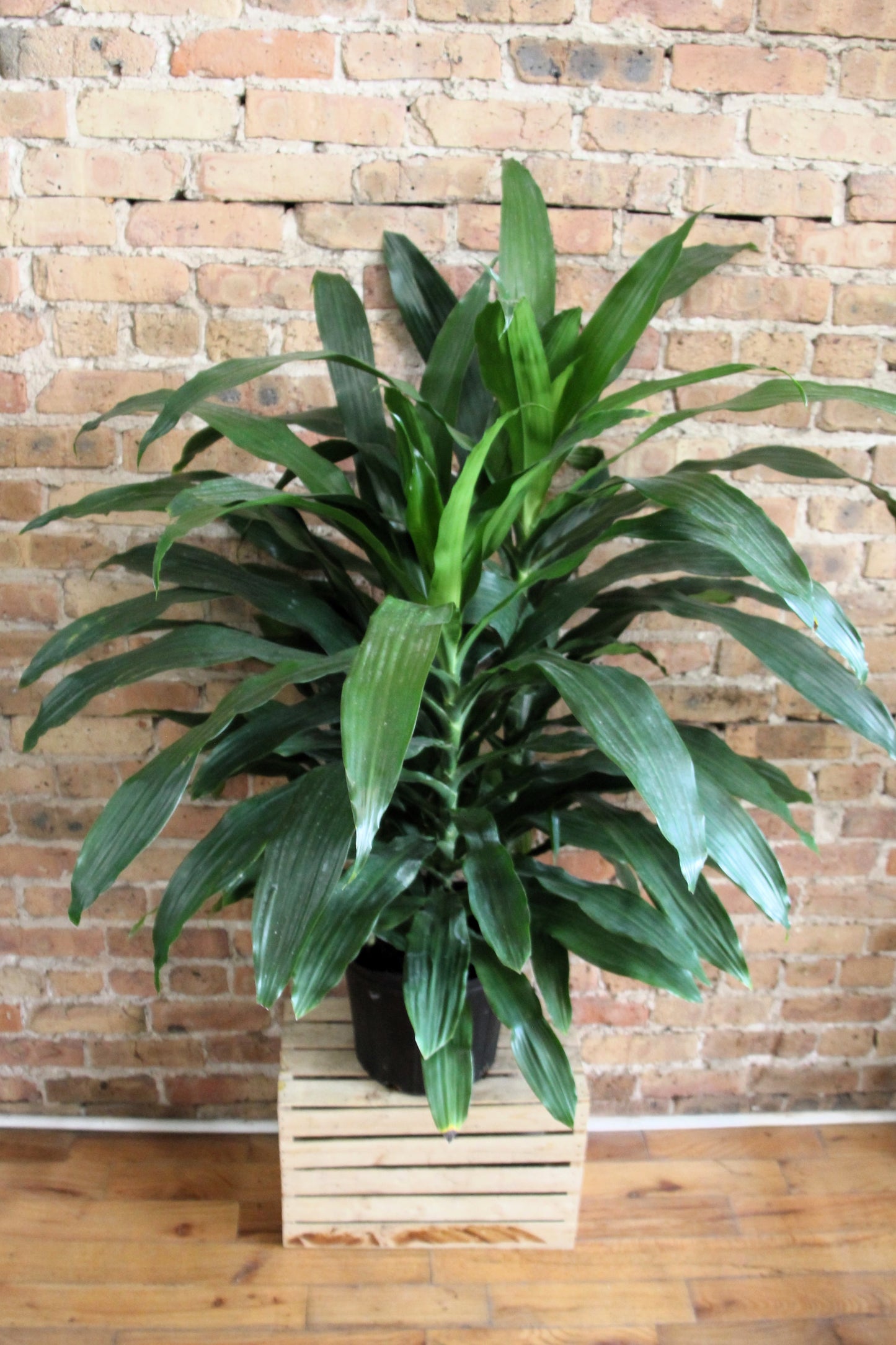 Dracaena Elegans
