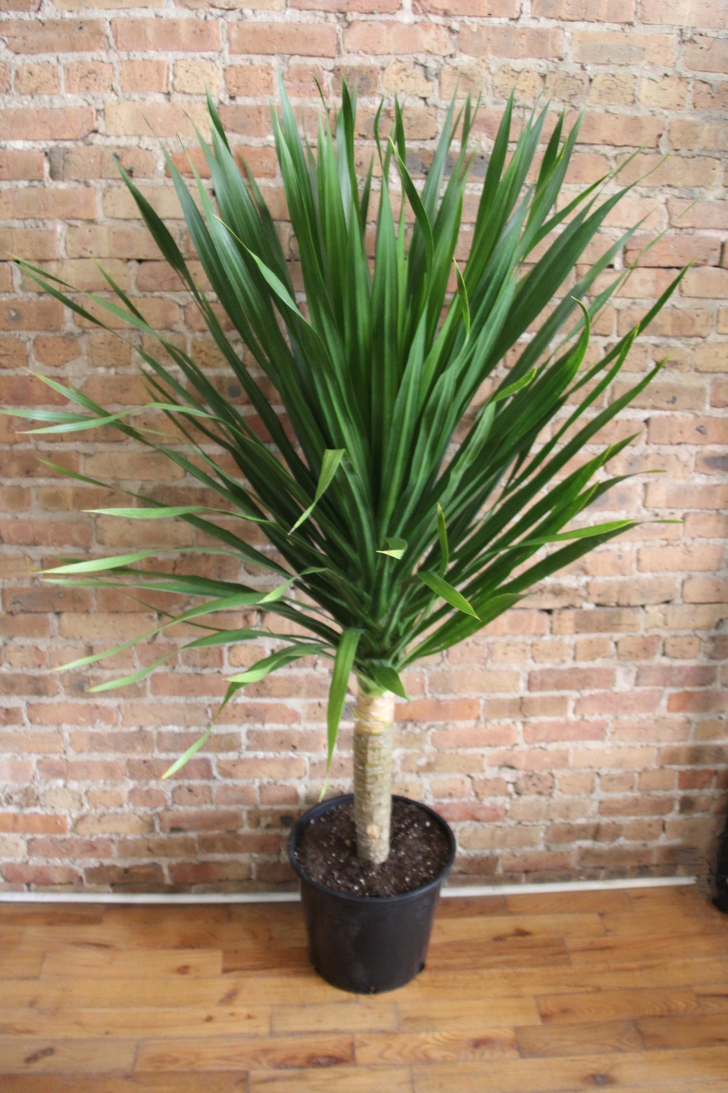 Dracaena Arborea