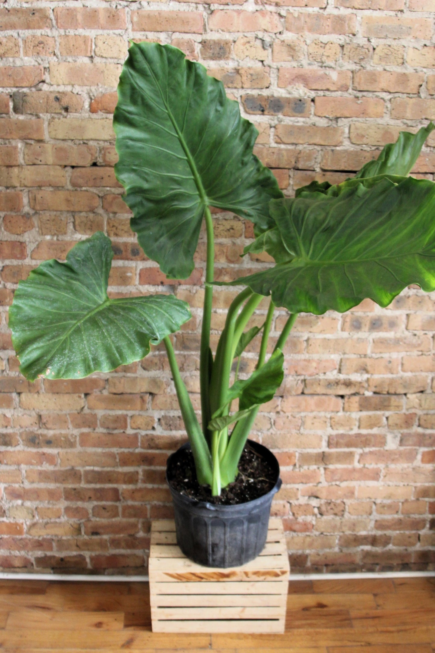 Alocasia Calidora 'Elephant Ear'