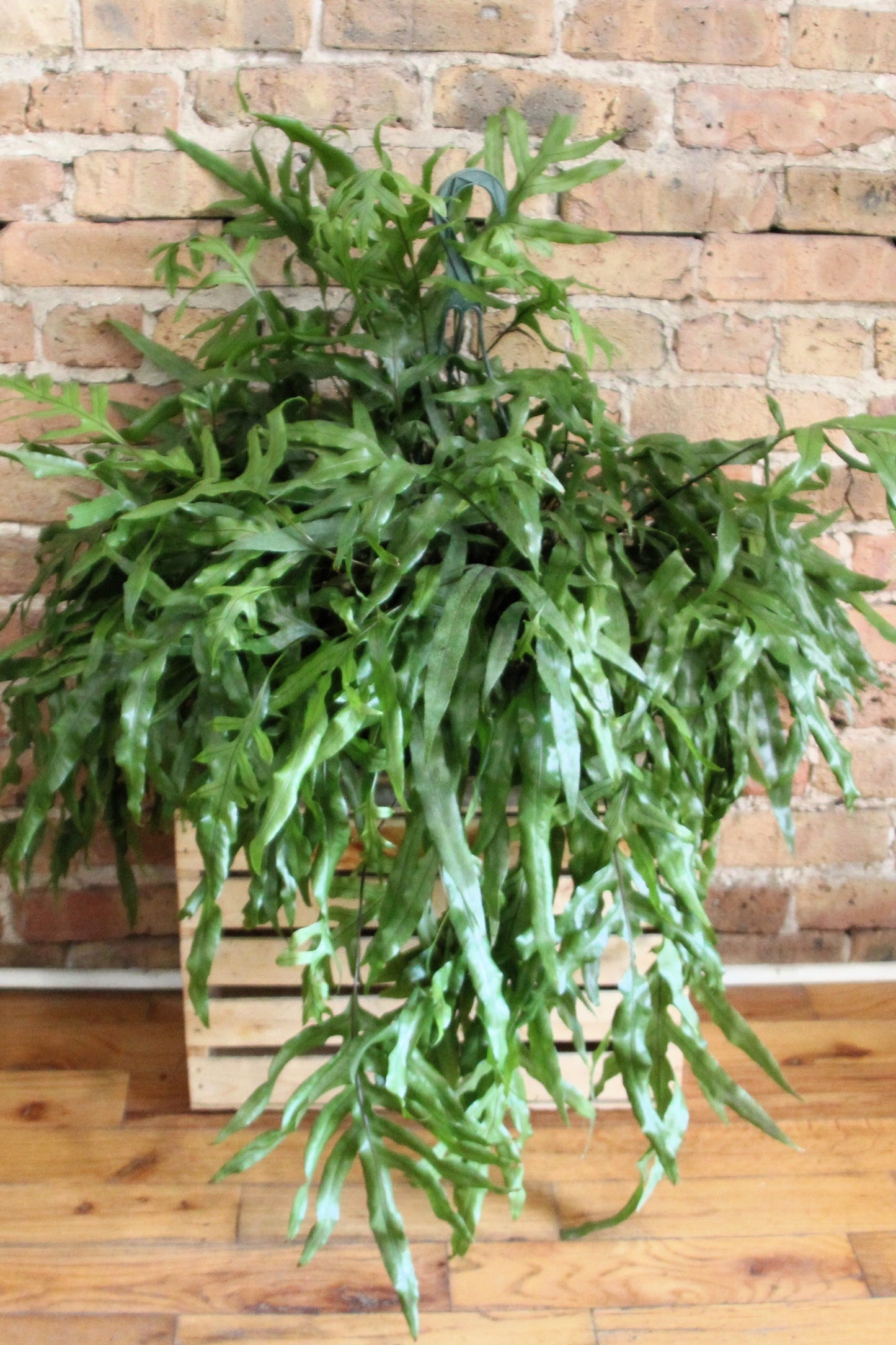 Kangaroo Fern