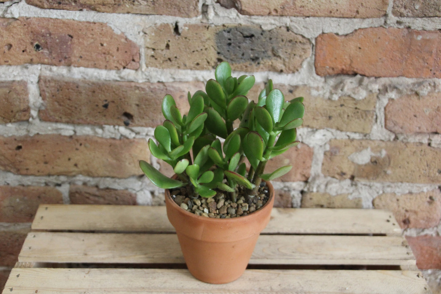 Crassula Ovata 'Jade Plant'