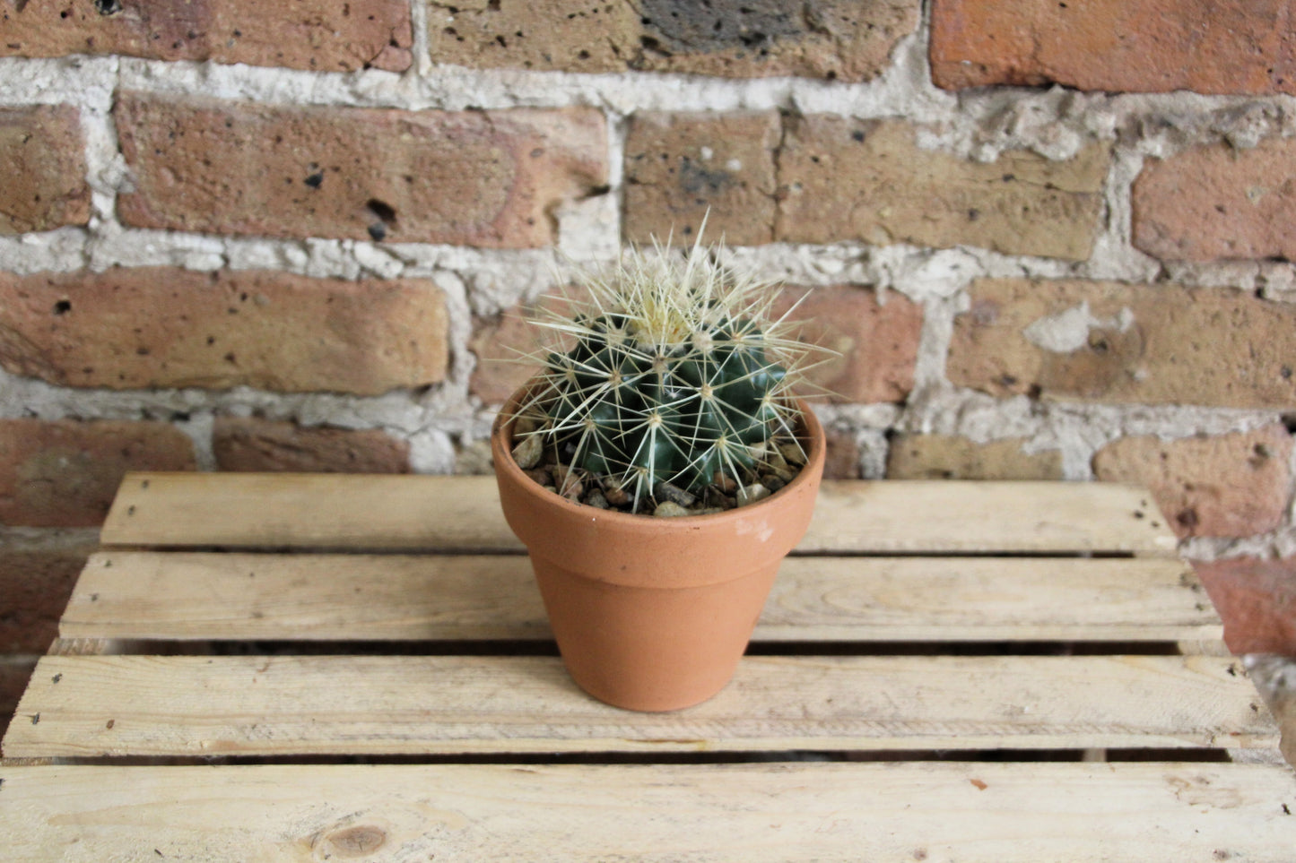 Cactus - Assorted