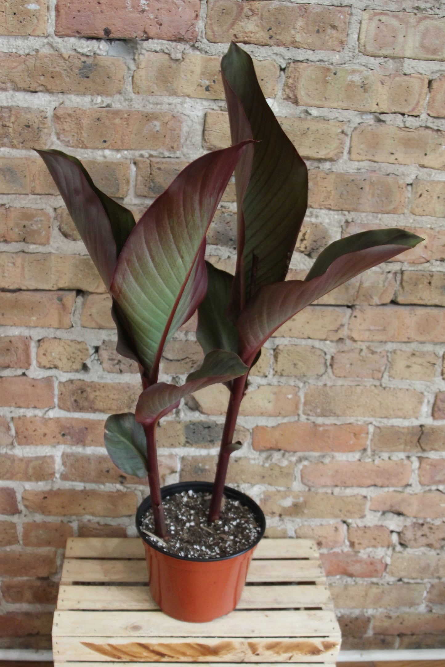 Canna Lily