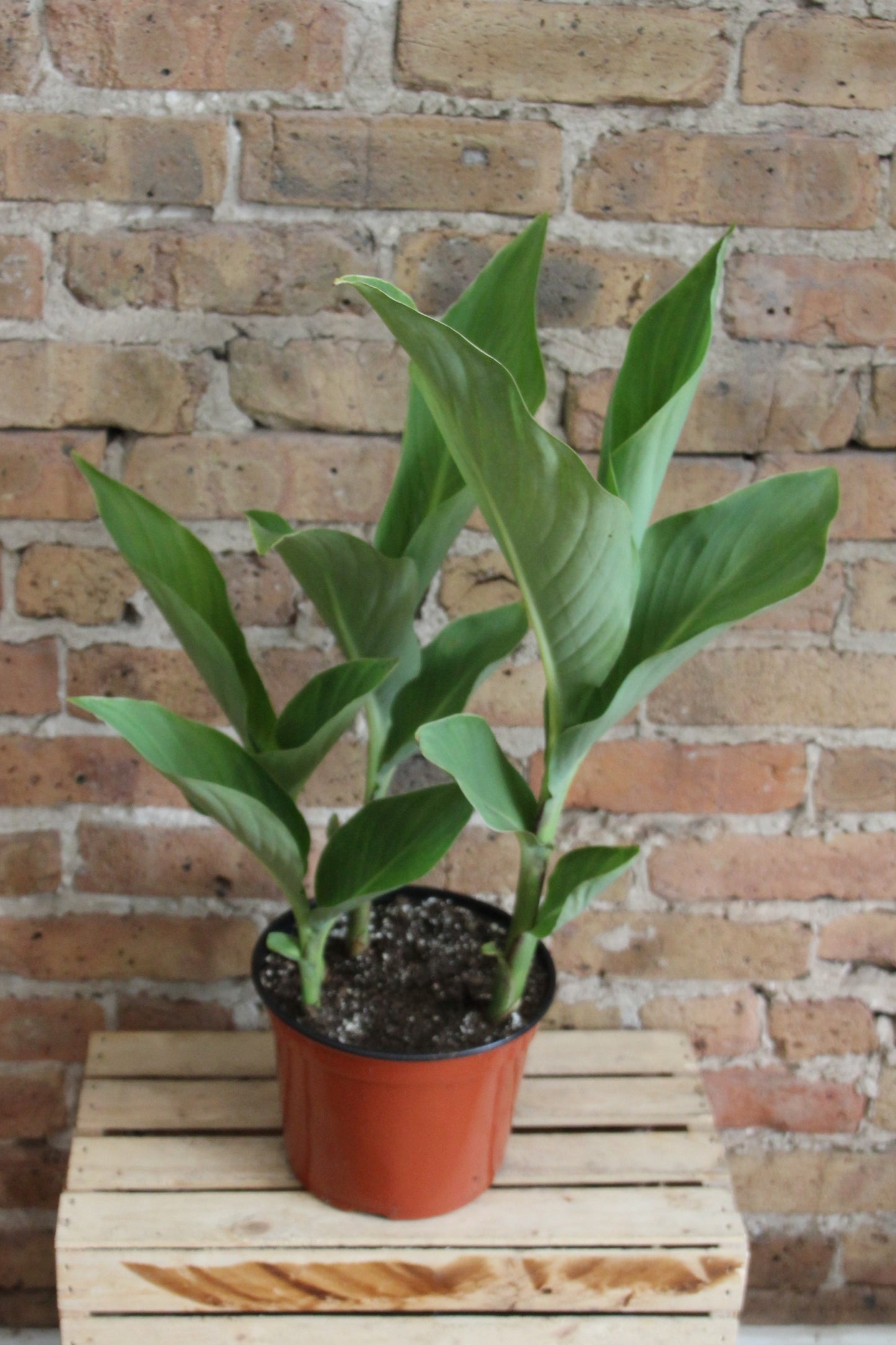 Canna Lily
