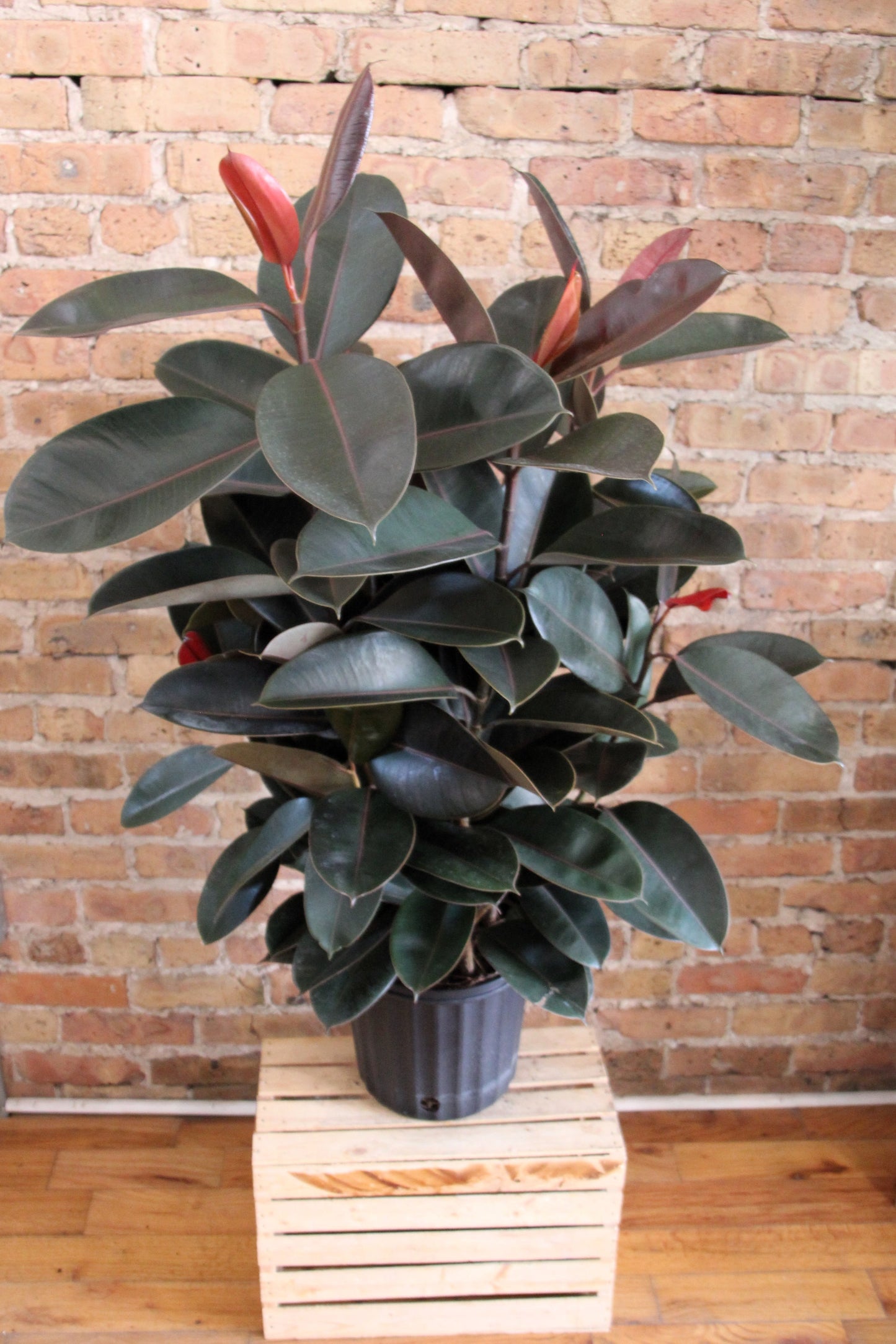 Ficus Elastica Burgundy 'Rubber Tree'