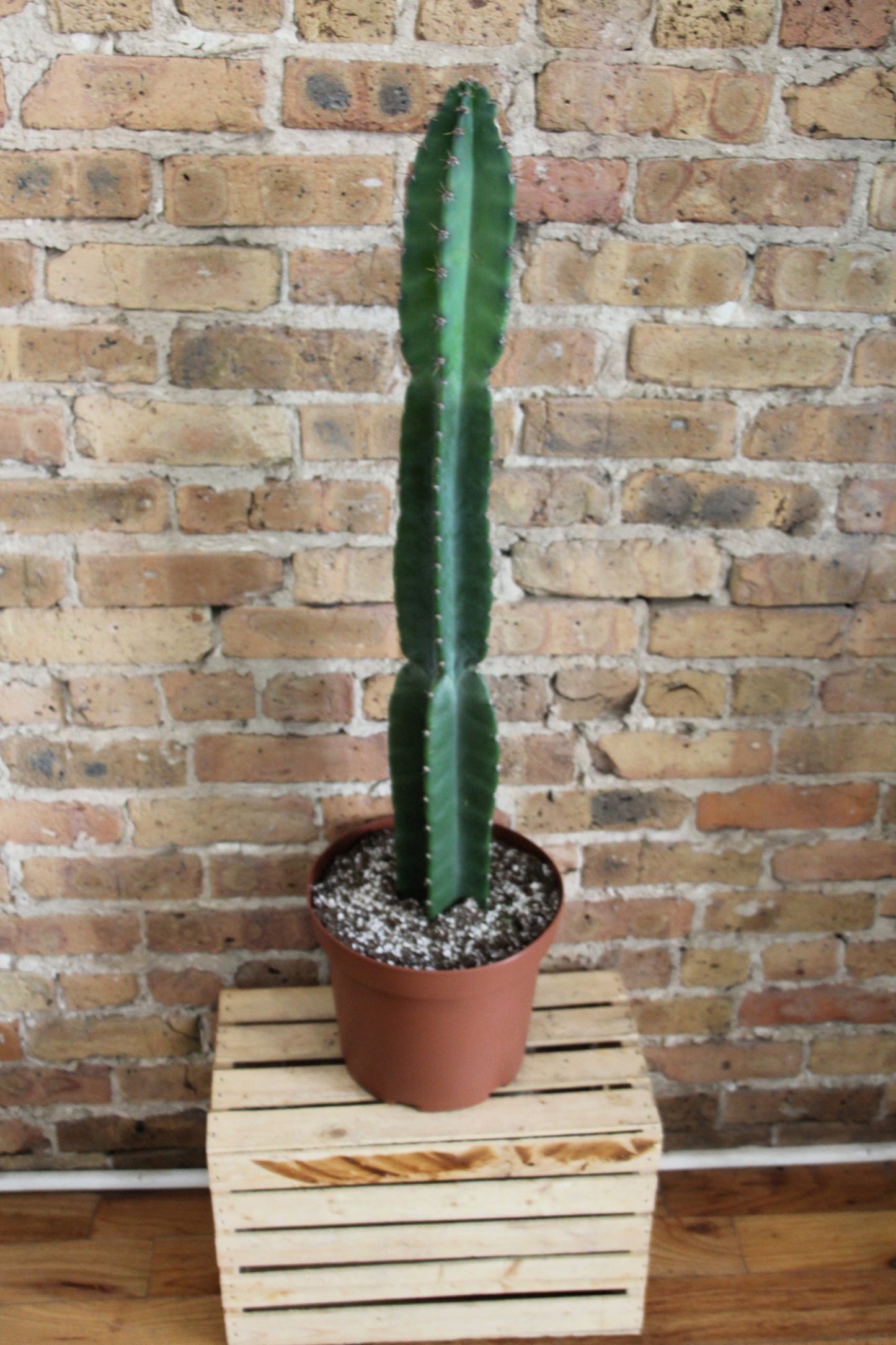 Peruvian Cactus