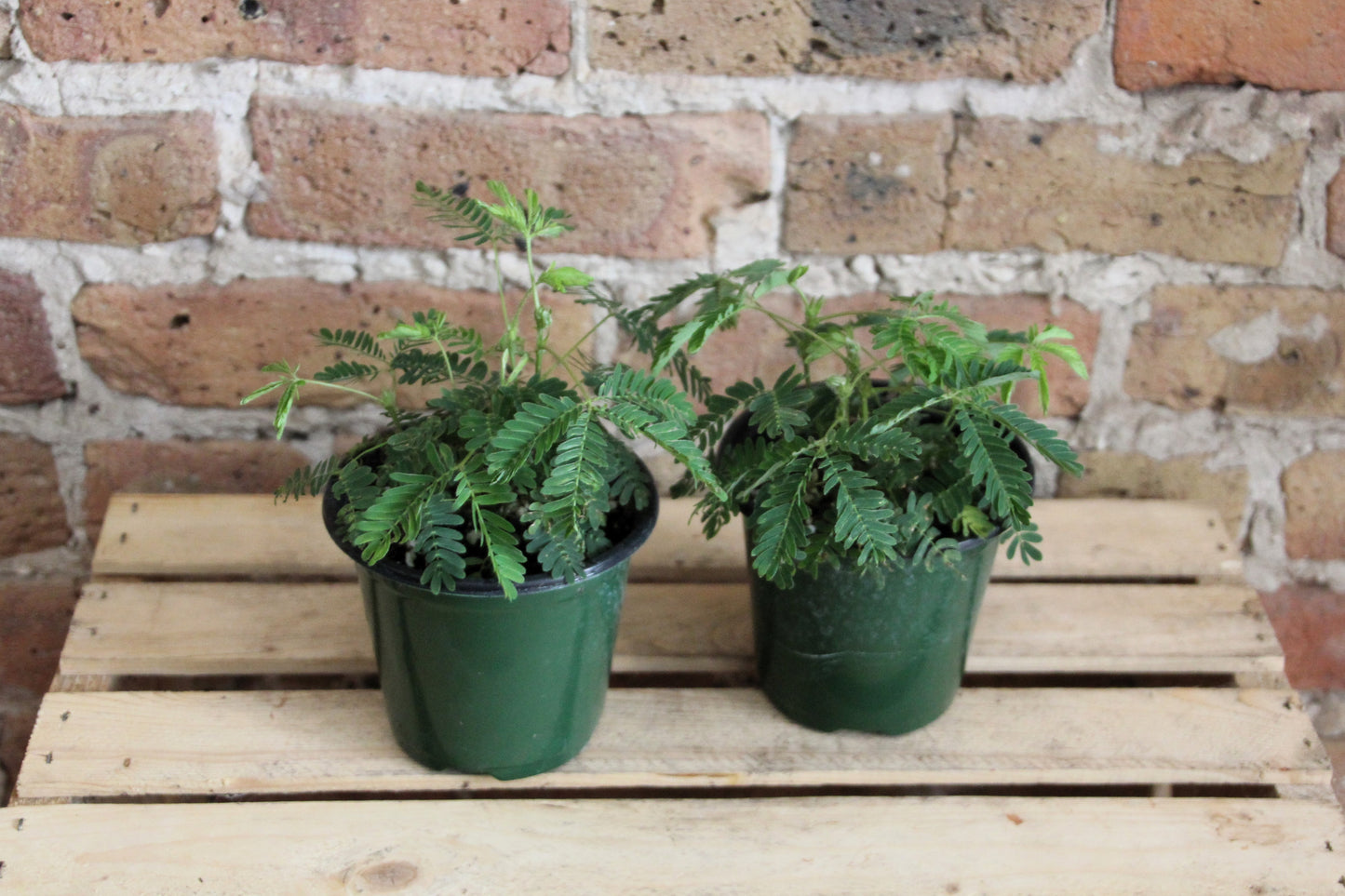 Mimosa 'Sensitive' Plant