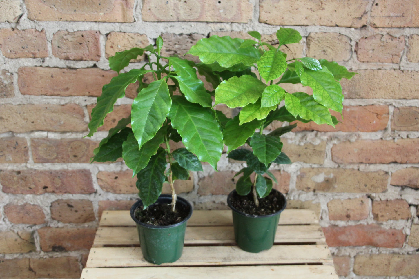 Coffee Plant - Arabic