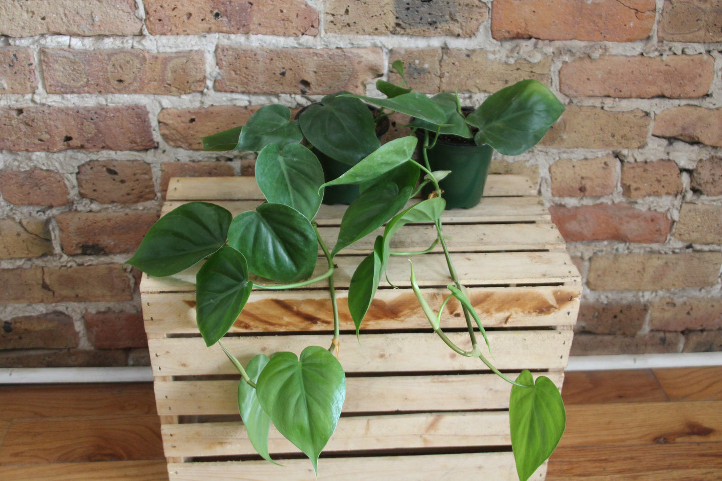 Philodendron Cordatum