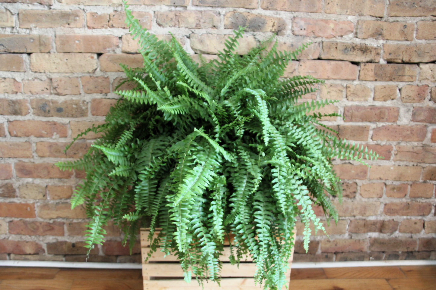 Boston Fern