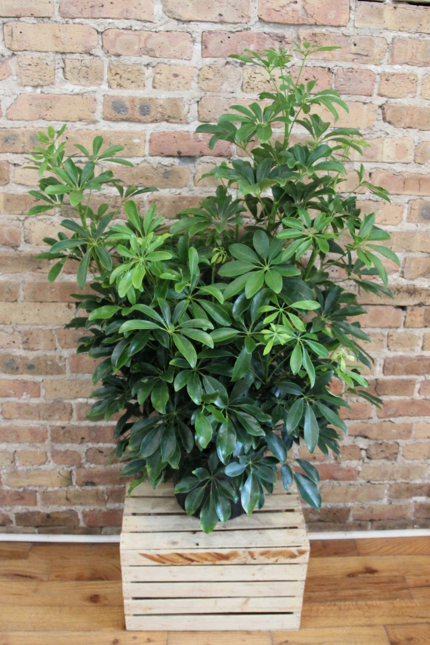 Schefflera Arboricola