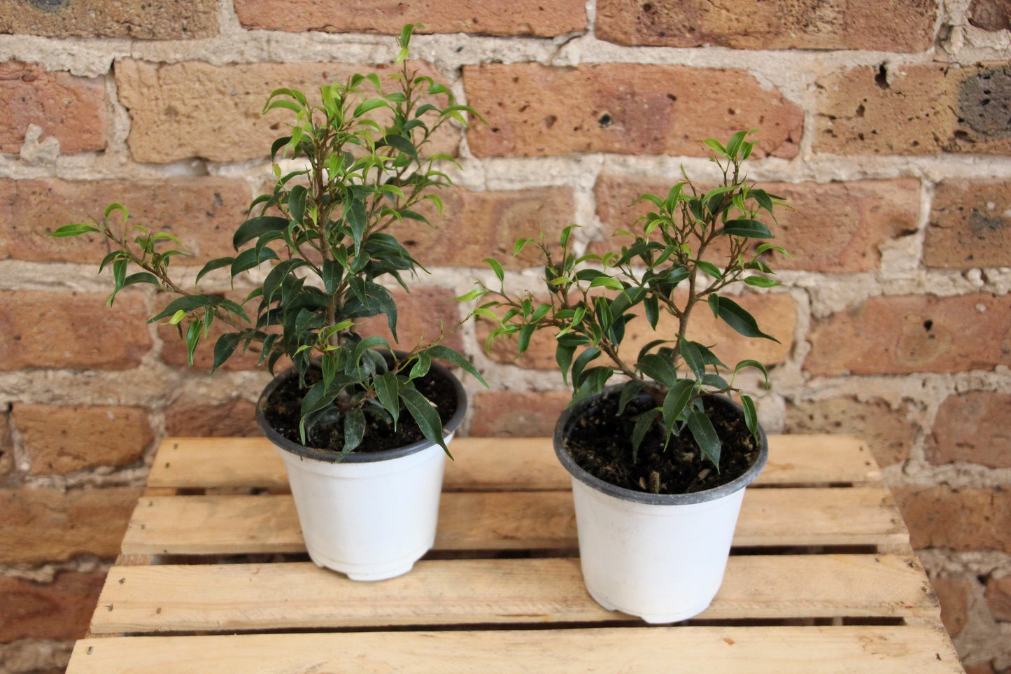 Ficus Benjamina 'Weeping Fig'