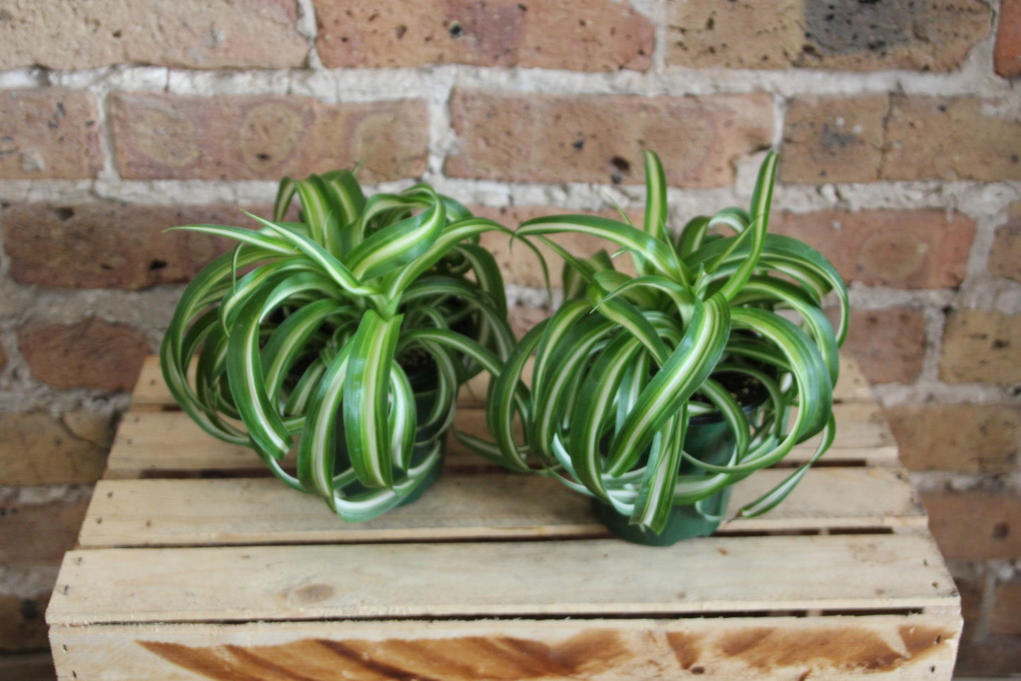 Spider Plant