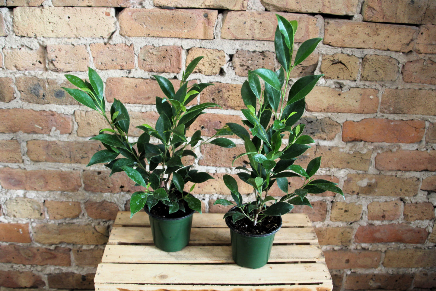 Ficus Microcarpa 'Ginseng'