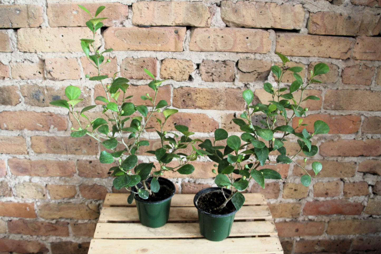 Ficus Deltoidea 'Mistletoe Fig'