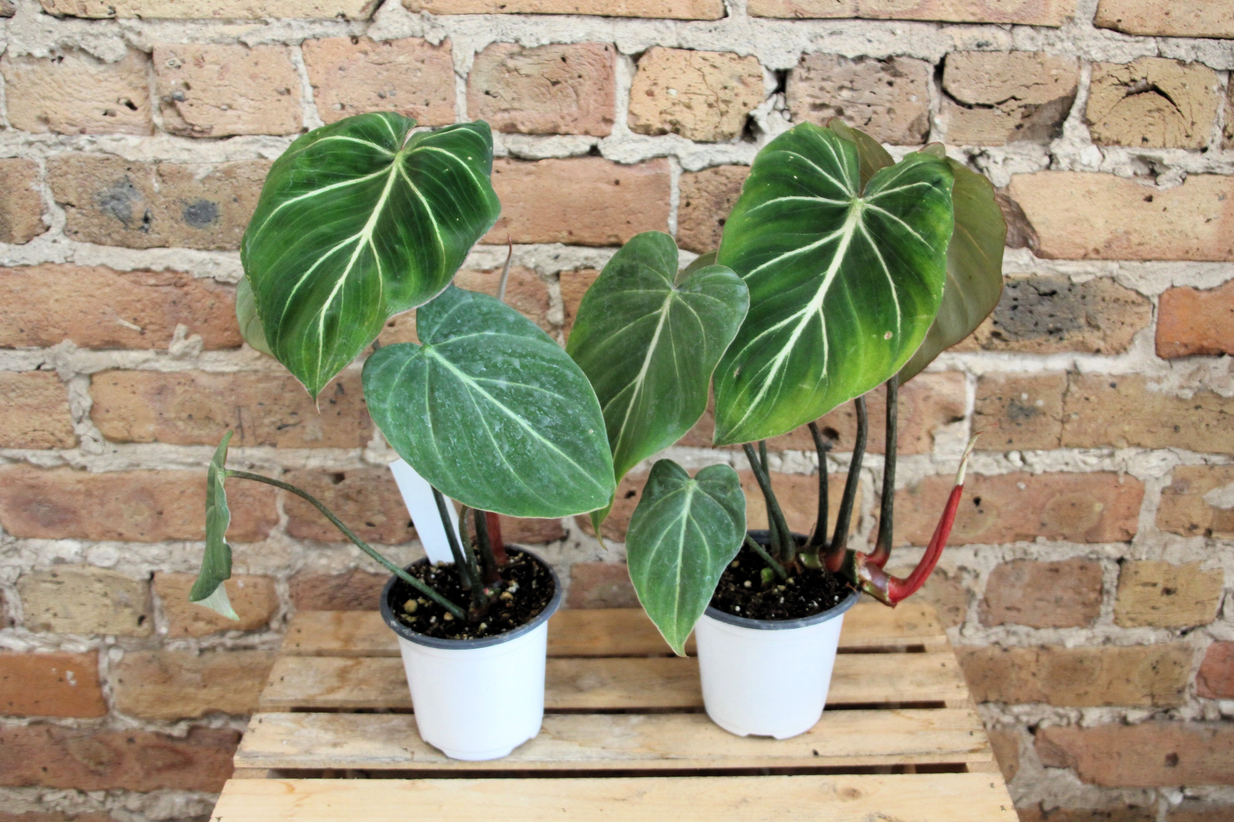 philodendron gloriosum chonk Philodendron Gloriosum – Chicago Plants