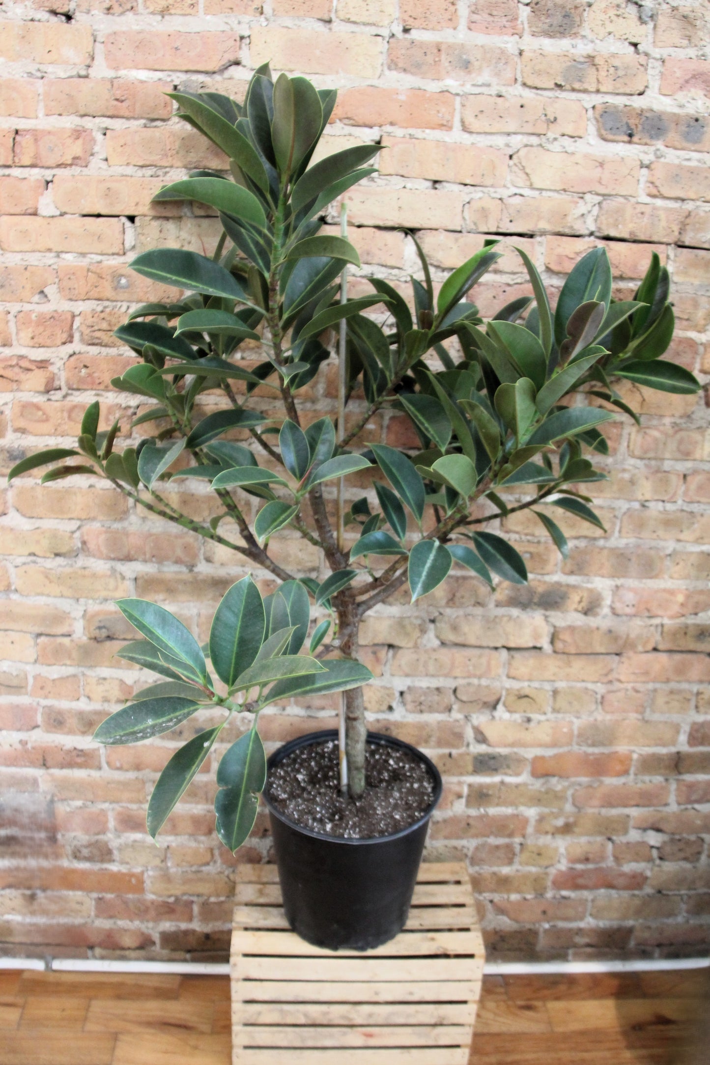 Ficus Elastica Melany