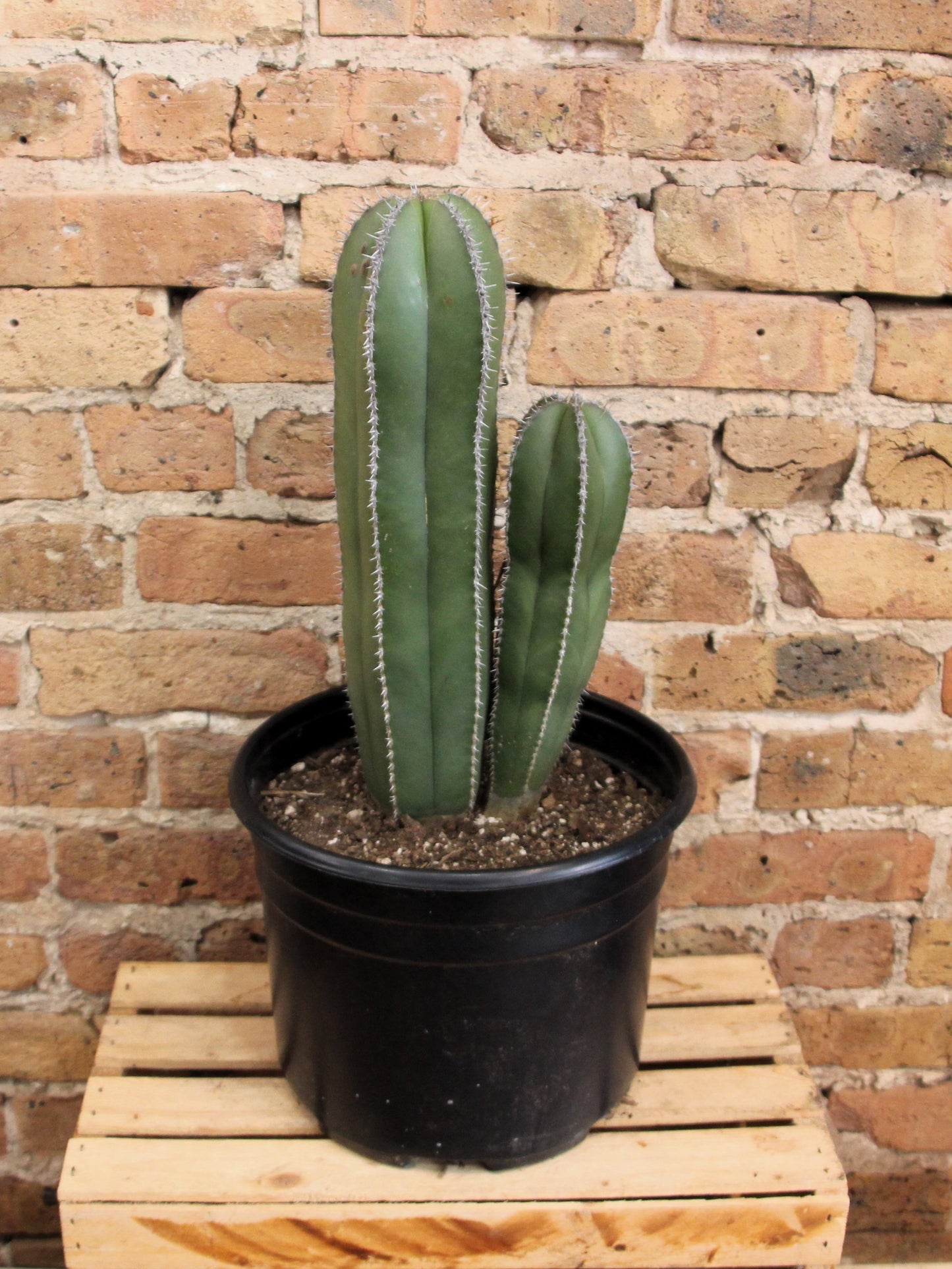 Mexican Fencepost Cactus - Lophocereus Marginatus