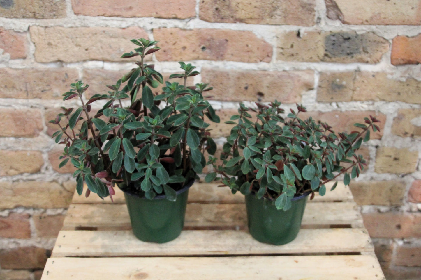 Peperomia Verticillata 'Red Log'